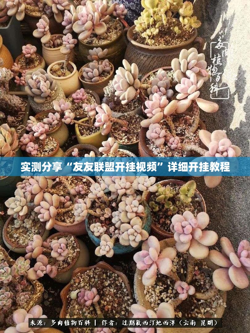 实测分享“友友联盟开挂视频”详细开挂教程