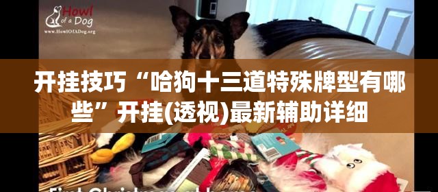 开挂技巧“哈狗十三道特殊牌型有哪些”开挂(透视)最新辅助详细