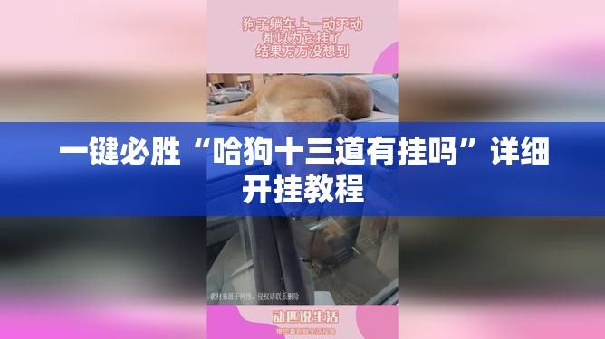 一键必胜“哈狗十三道有挂吗”详细开挂教程
