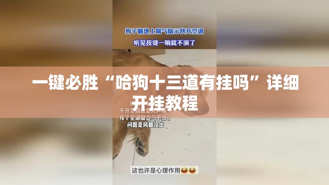 一键必胜“哈狗十三道有挂吗”详细开挂教程