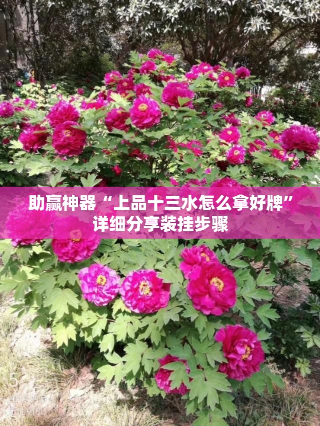 助赢神器“上品十三水怎么拿好牌	”详细分享装挂步骤