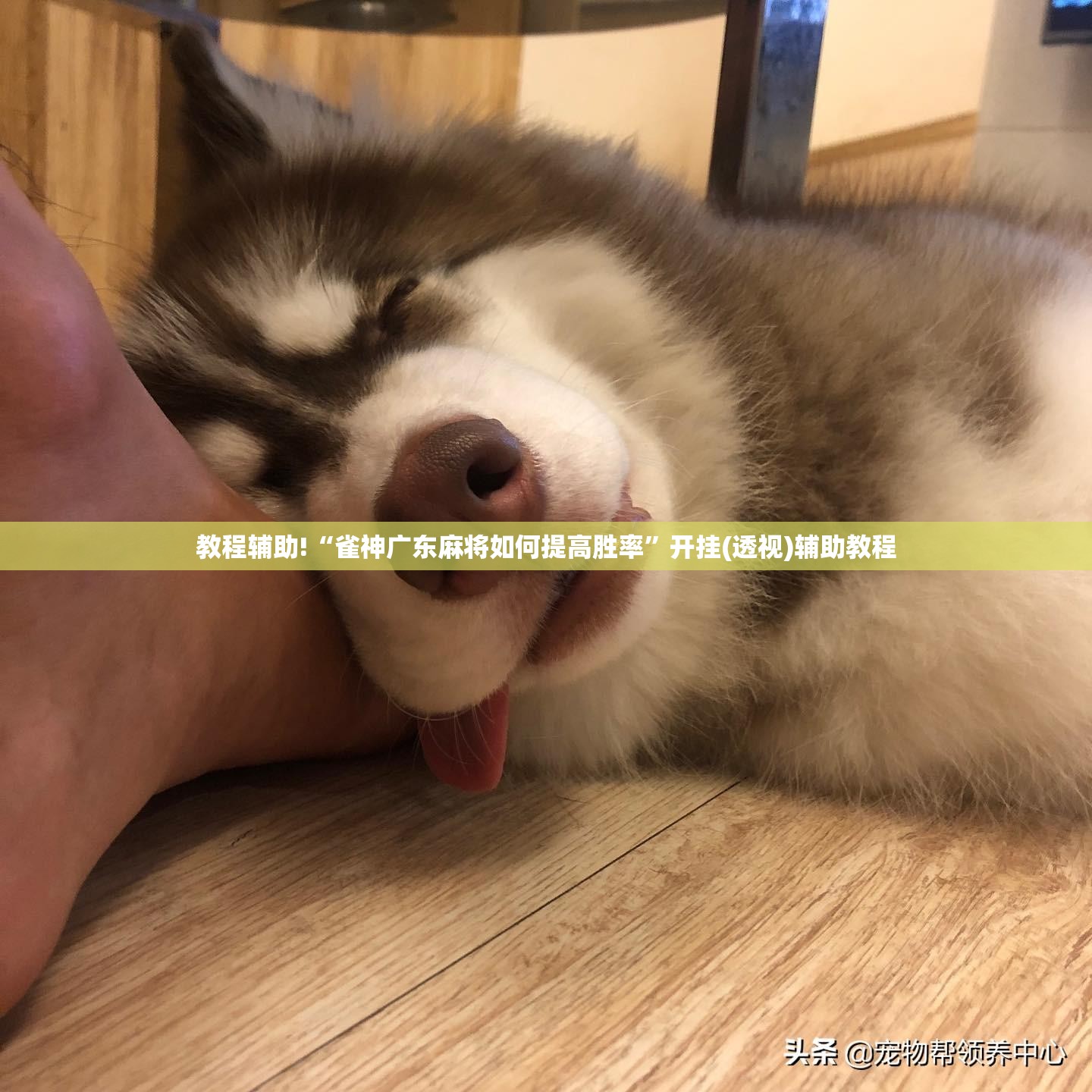 教程辅助!“雀神广东麻将如何提高胜率”开挂(透视)辅助教程