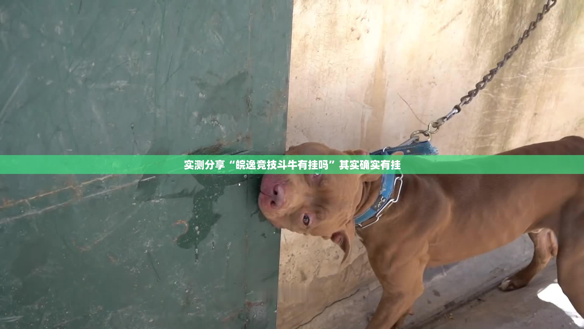 实测分享“皖逸竞技斗牛有挂吗”其实确实有挂