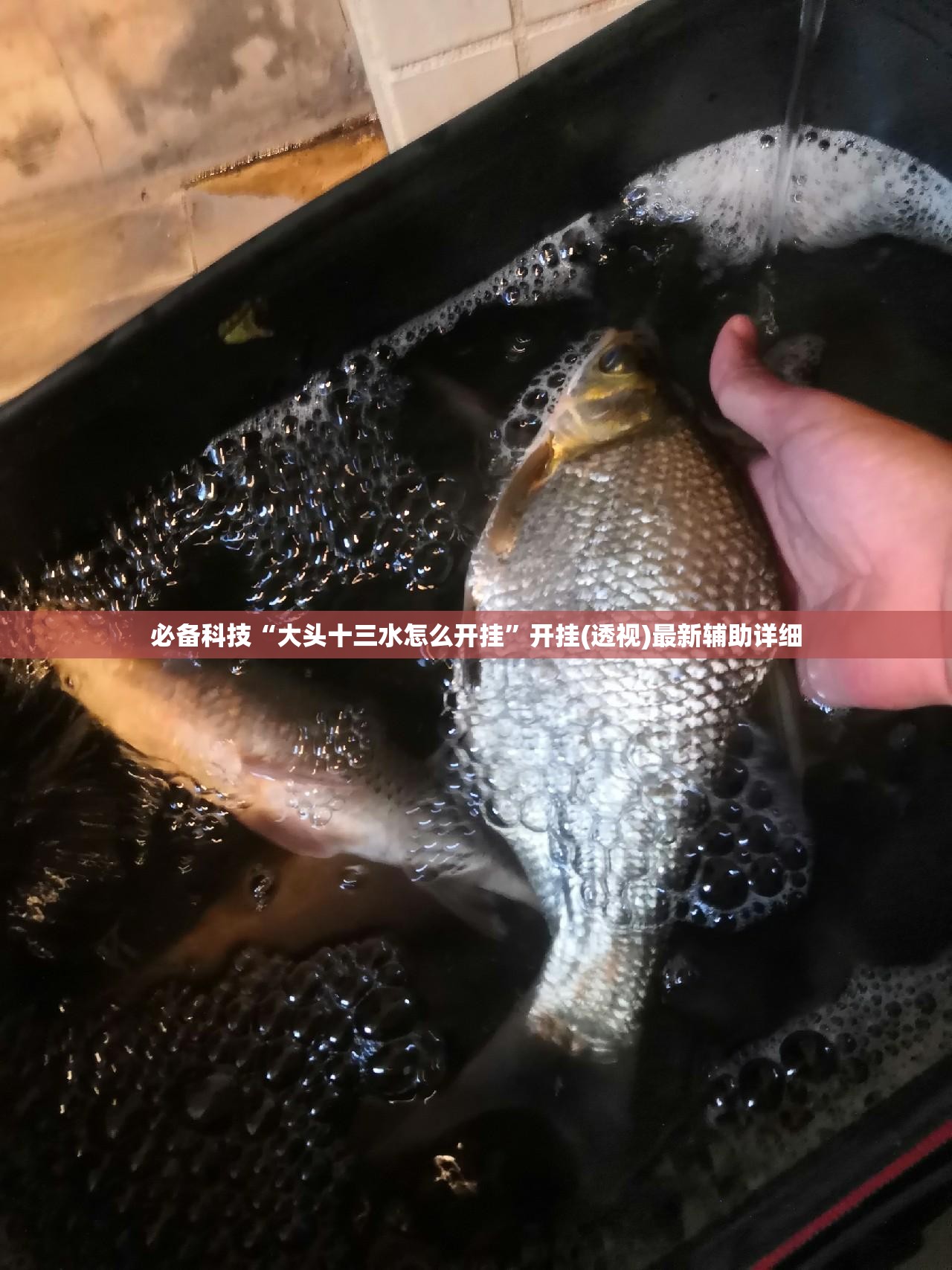 必备科技“大头十三水怎么开挂”开挂(透视)最新辅助详细