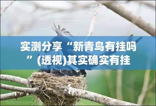 实测分享“新青鸟有挂吗”(透视)其实确实有挂