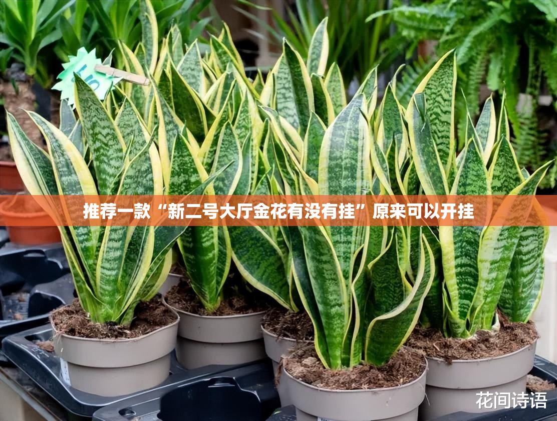 推荐一款“新二号大厅金花有没有挂”原来可以开挂