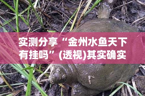 实测分享“金州水鱼天下有挂吗”(透视)其实确实有挂