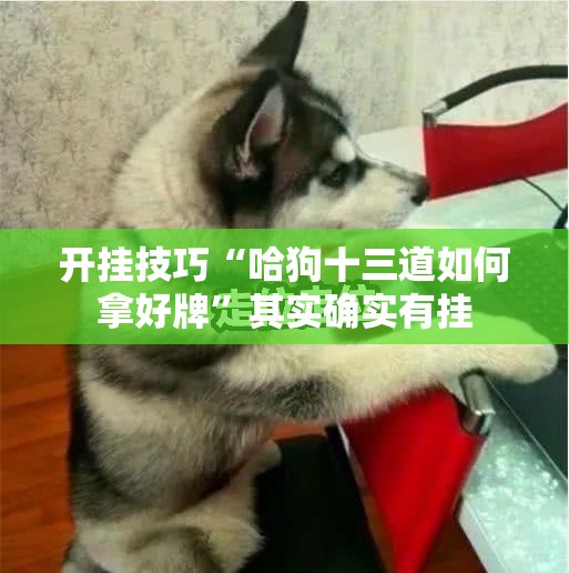 开挂技巧“哈狗十三道如何拿好牌”其实确实有挂