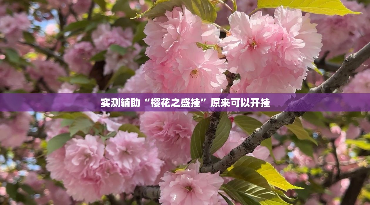实测辅助“樱花之盛挂”原来可以开挂