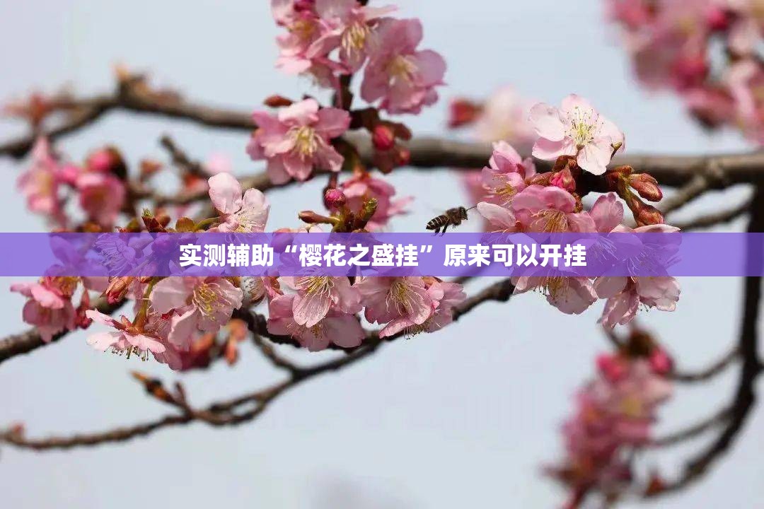 实测辅助“樱花之盛挂”原来可以开挂