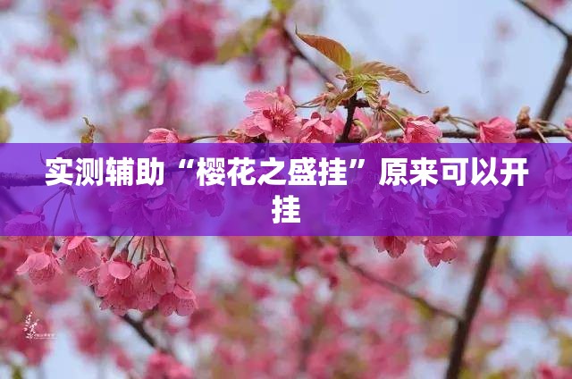 实测辅助“樱花之盛挂	”原来可以开挂